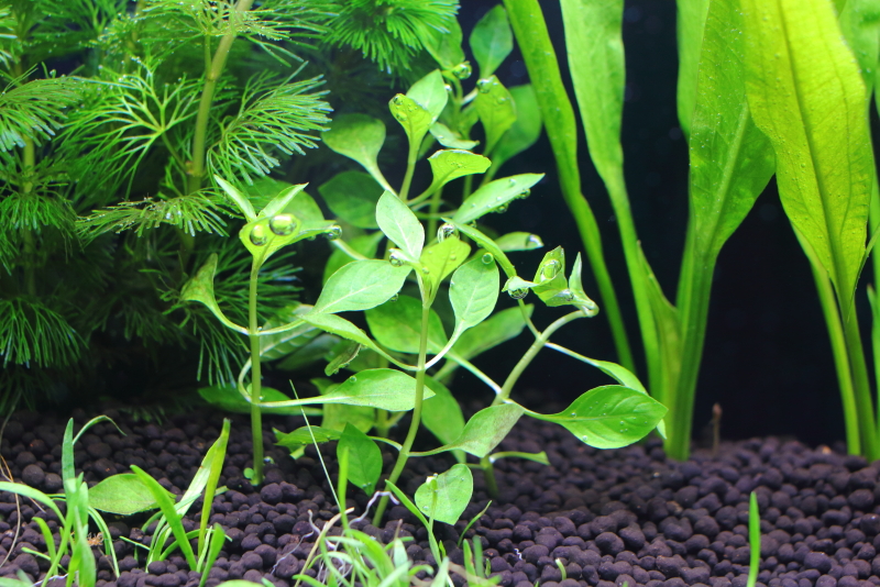 植栽から1日目
